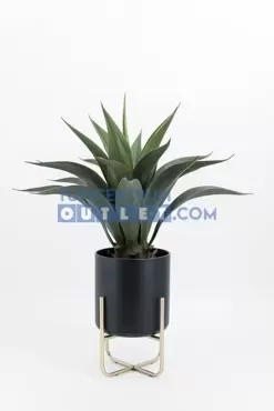 Agave - 60 cm - afbeelding 2