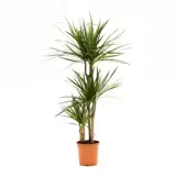 Dracaena marginata d24 cm H120cm 3stam
