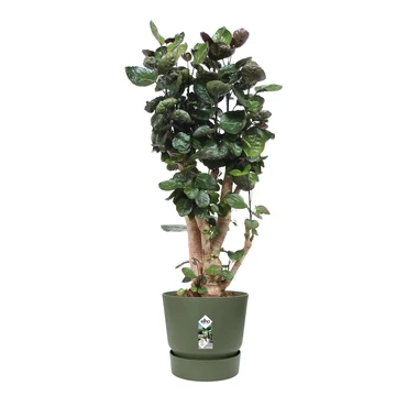 Elho Greenville Pot Blad Groen (Ø 55 cm), Plant, Elho, Tuincentrum Outlet