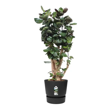 Elho Greenville Pot Living Black (Ø 55 cm), Plant, Elho, Tuincentrum Outlet