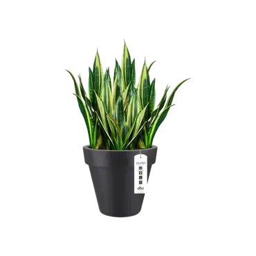 pure round 50cm antraciet potplant, Elho, tuincentrumoutlet