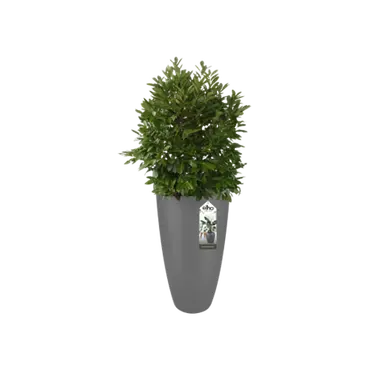 Pot pure soft rond hoog d50 cm antraciet pot plant Elho Tuibncentrum Outlet