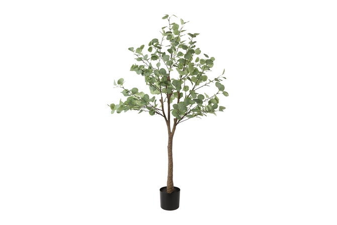 Eucalyptus L groen, Tuincentrumoutlet