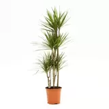 Kamerplant Dracaena marginata d27