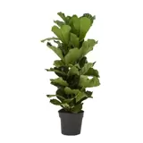 Kamerplant Ficus lyrata Ø40cm H220cm