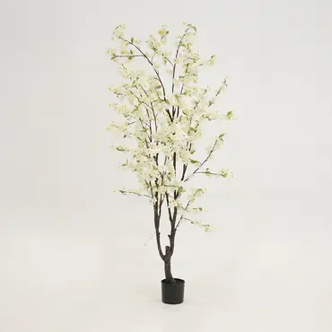 Kersenbloesemboom h210cm wit