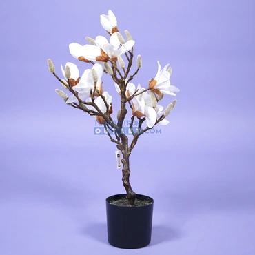 Magnolia boom - 60 cm, tuincentrumoutlet.com, Noach Door