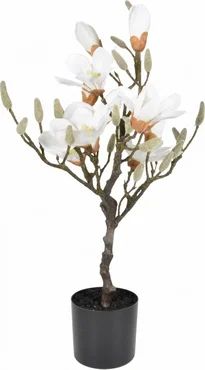 Magnolia boom - 60 cm, tuincentrumoutlet.com, Noach