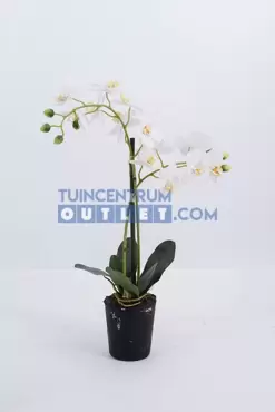 phalaenopsis 2 tak in pot, noach, tuincentrumoutlet