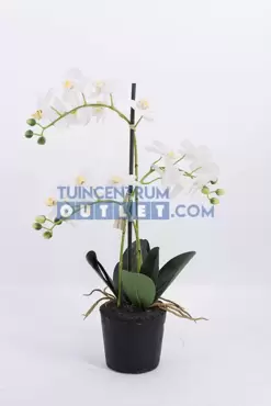 phalaenopsis 3 tak, noach, tuincentrumoutlet