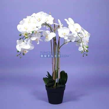 Phalaenopsis 5-tak h90cm wit