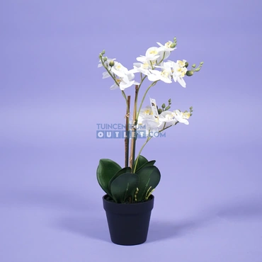 Phalaenopsis mini 3-tak - wit