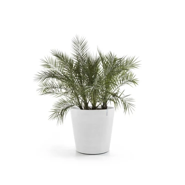 Pot Amsterdam Wheels Ø 80 cm Pure White met plant, Ecopots, Tuincentrum Outlet