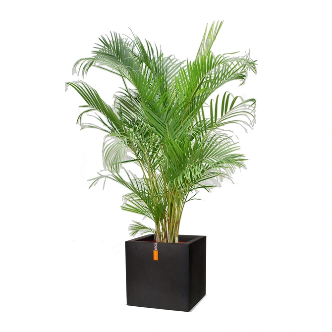 Pot vierkant III Smooth NL 40x40x40 zwart + Dypsis Lutescens (Areca) middel - afbeelding 1