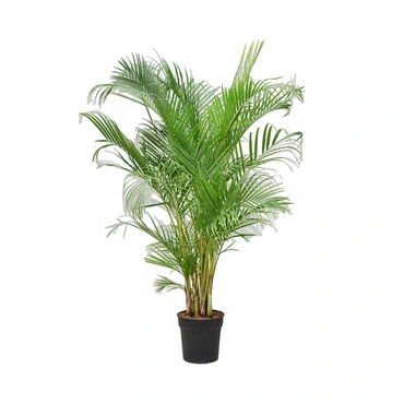 Pot vierkant III Smooth NL 40x40x40 zwart + Dypsis Lutescens (Areca) middel - afbeelding 3