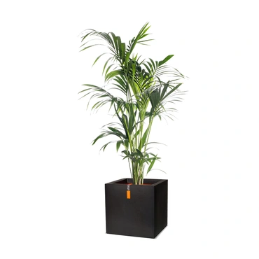 Pot vierkant III Smooth NL 40x40x40 zwart + Howea forsteriana (pot 24cm) middel - afbeelding 1