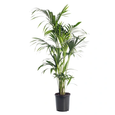 Pot vierkant III Smooth NL 40x40x40 zwart + Howea forsteriana (pot 24cm) middel - afbeelding 3