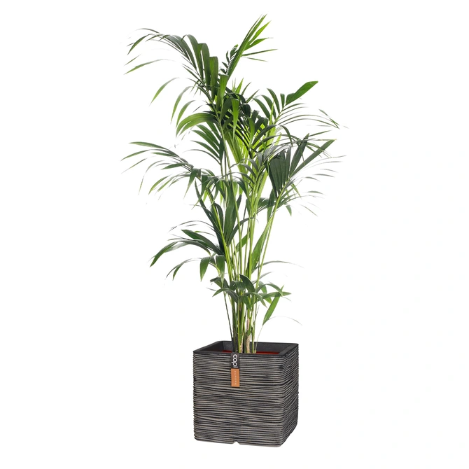 Pot vierkant Rib NL 40 antraciet + Howea forsteriana ± 155cm - afbeelding 1