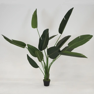 Strelitzia Nicolai - 200-220cm - afbeelding 1