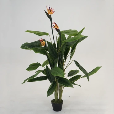 Strelitzia Reginea - 150cm