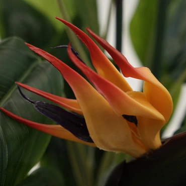 strelitzia reginea 150cm 1.1, Noach outdoor www.tuincentrumoutlet.com