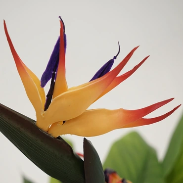 Strelitzia Reginea - 150cm - afbeelding 5